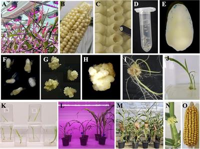 genetically modified maize experiment